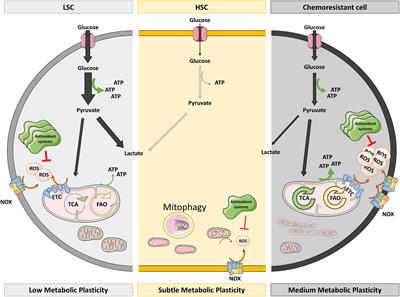 Reactive Oxygen Species and Metabolism in Leukemia: A Dangerous Liaison